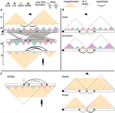 Forged by DXZ4, FIRRE, and ICCE: How Tandem Repeats Shape the Active and Inactive X Chromosome